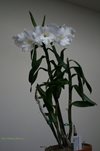 Den. Hawaiian King Giant (Orchideeen-shop.nl)